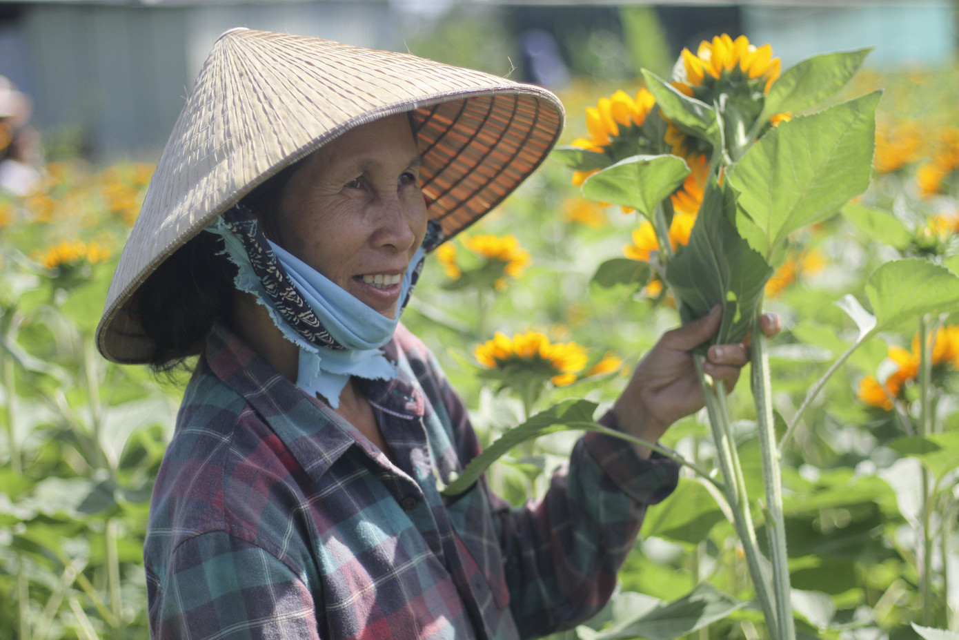 Cánh đồng hoa hướng dương khoe sắc ngày xuân ảnh 9