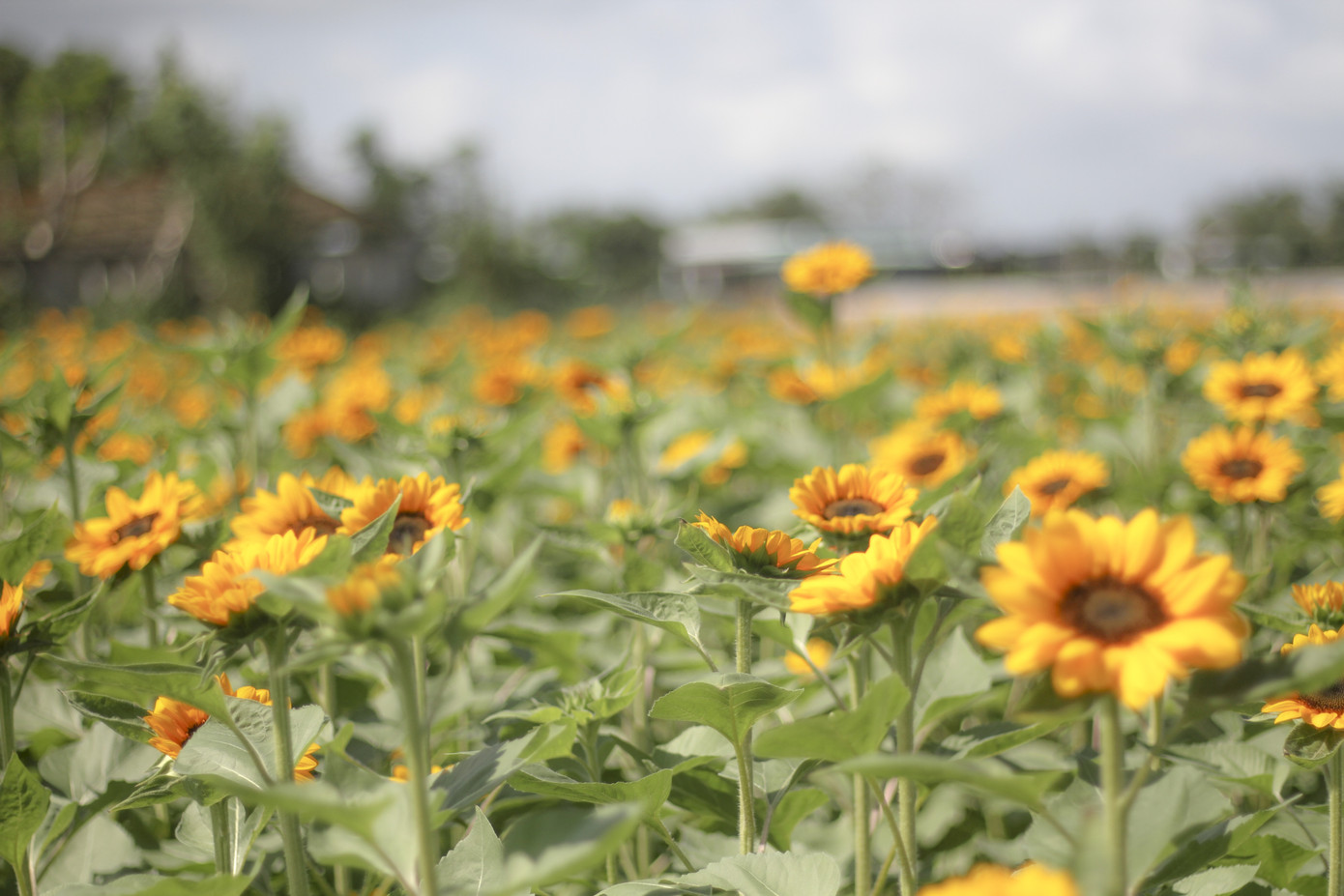 Cánh đồng hoa hướng dương khoe sắc ngày xuân ảnh 2