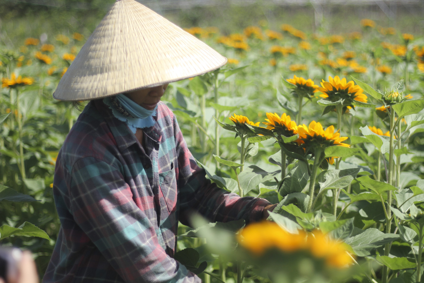 Cánh đồng hoa hướng dương khoe sắc ngày xuân ảnh 10