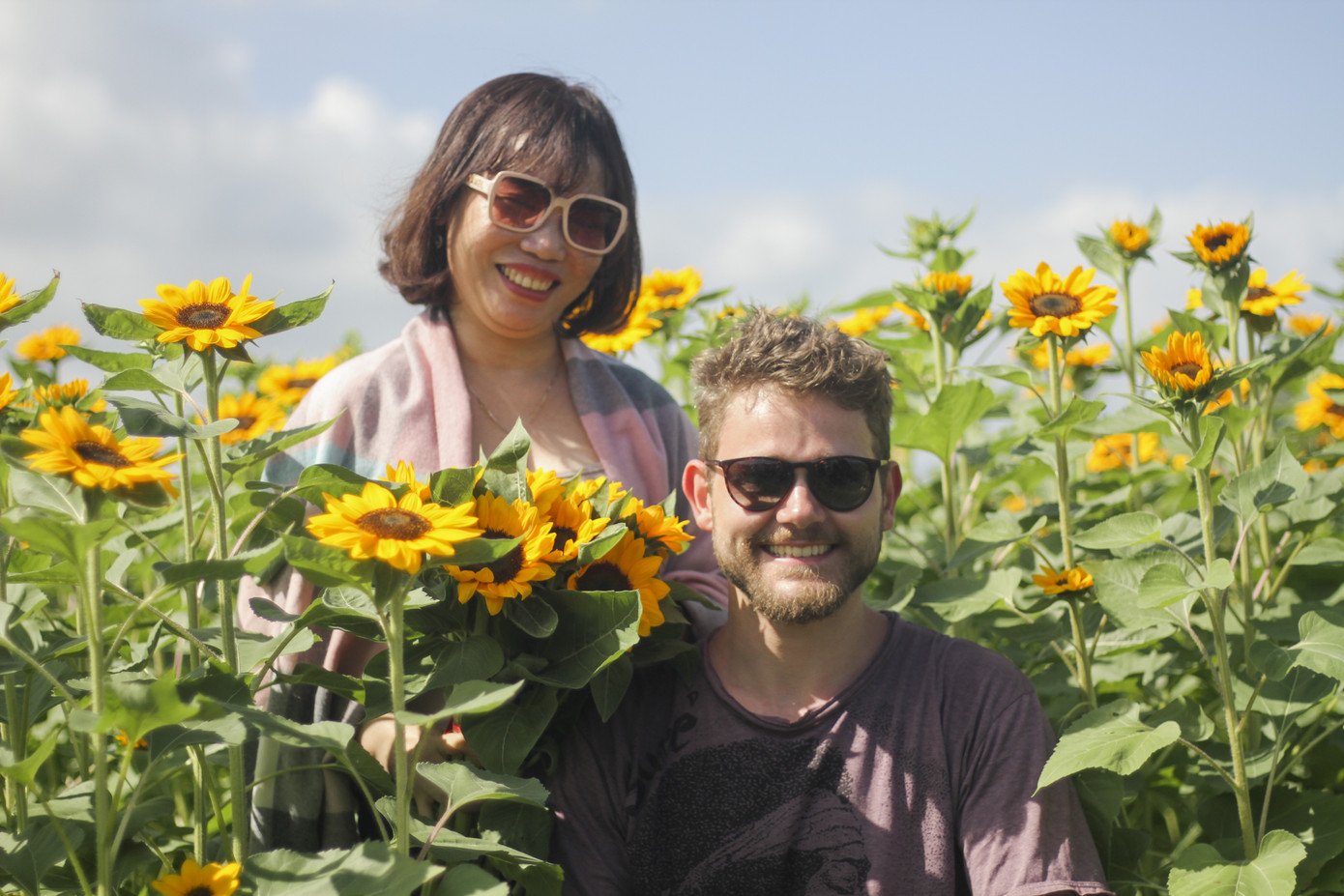 Cánh đồng hoa hướng dương khoe sắc ngày xuân ảnh 7