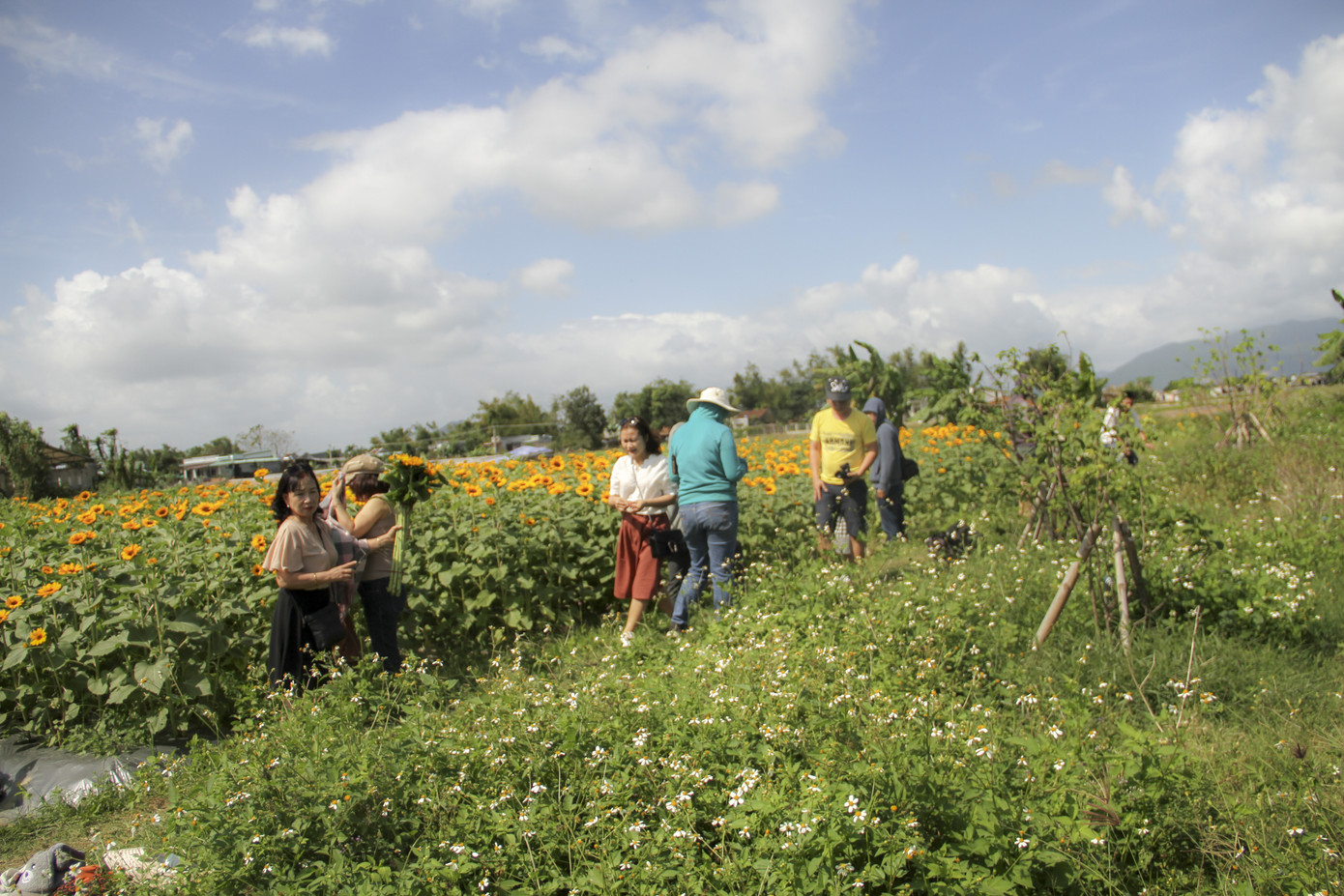 Cánh đồng hoa hướng dương khoe sắc ngày xuân ảnh 6