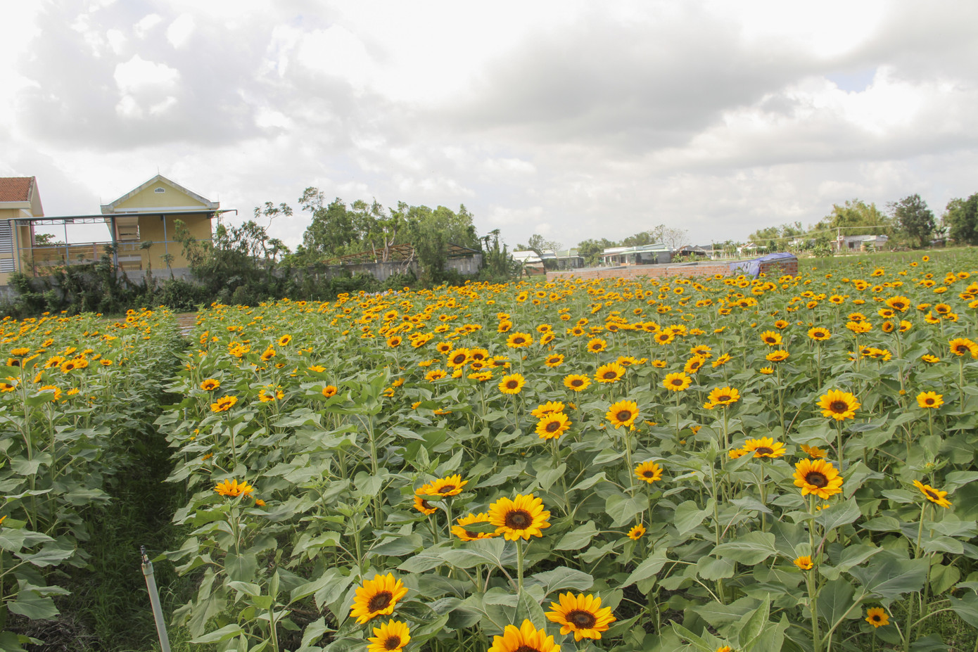 Cánh đồng hoa hướng dương khoe sắc ngày xuân ảnh 3