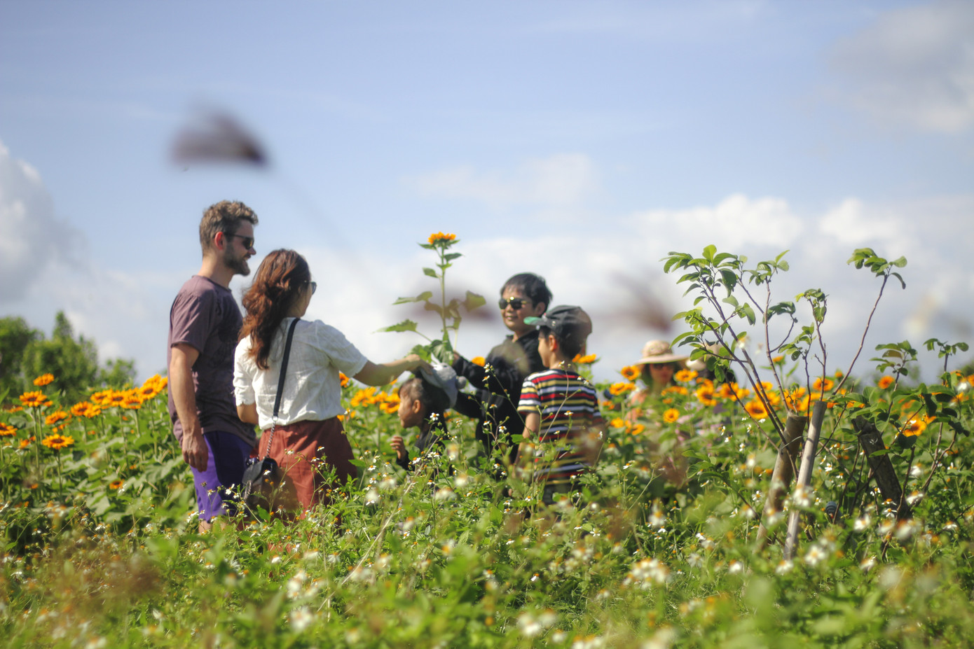 Cánh đồng hoa hướng dương khoe sắc ngày xuân ảnh 1