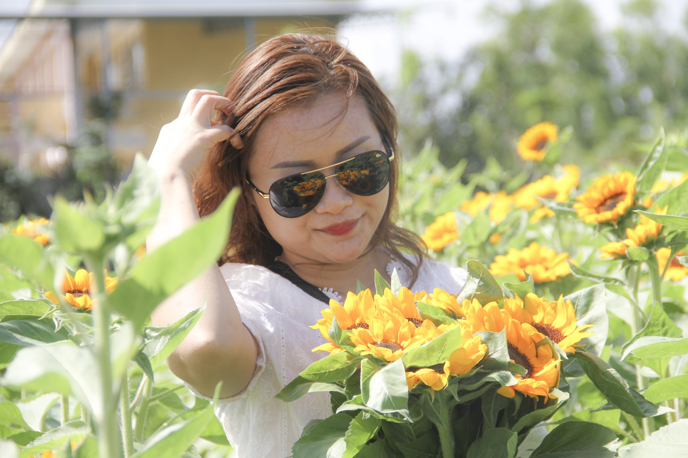 Cánh đồng hoa hướng dương khoe sắc ngày xuân ảnh 5