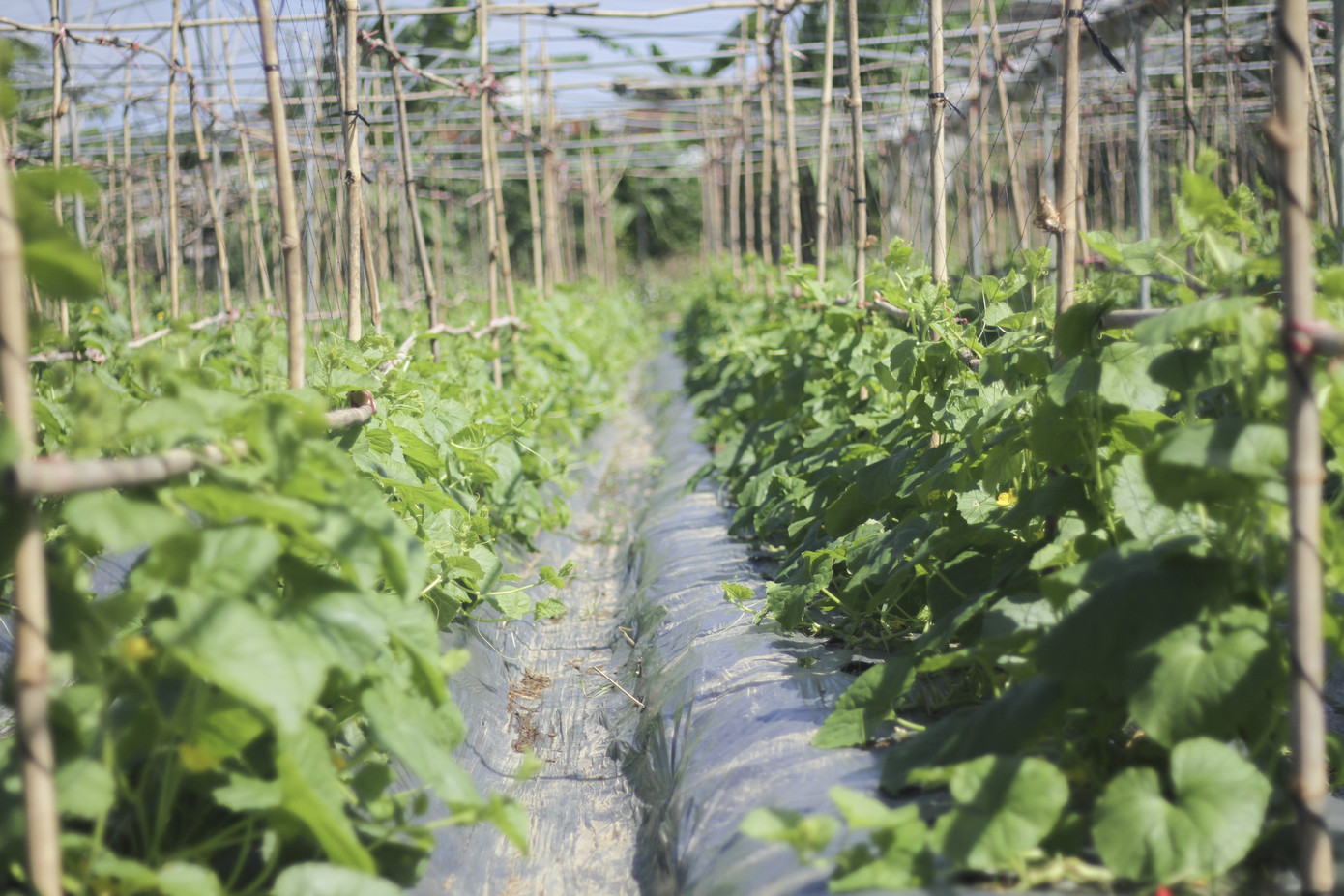 Cánh đồng hoa hướng dương khoe sắc ngày xuân ảnh 4