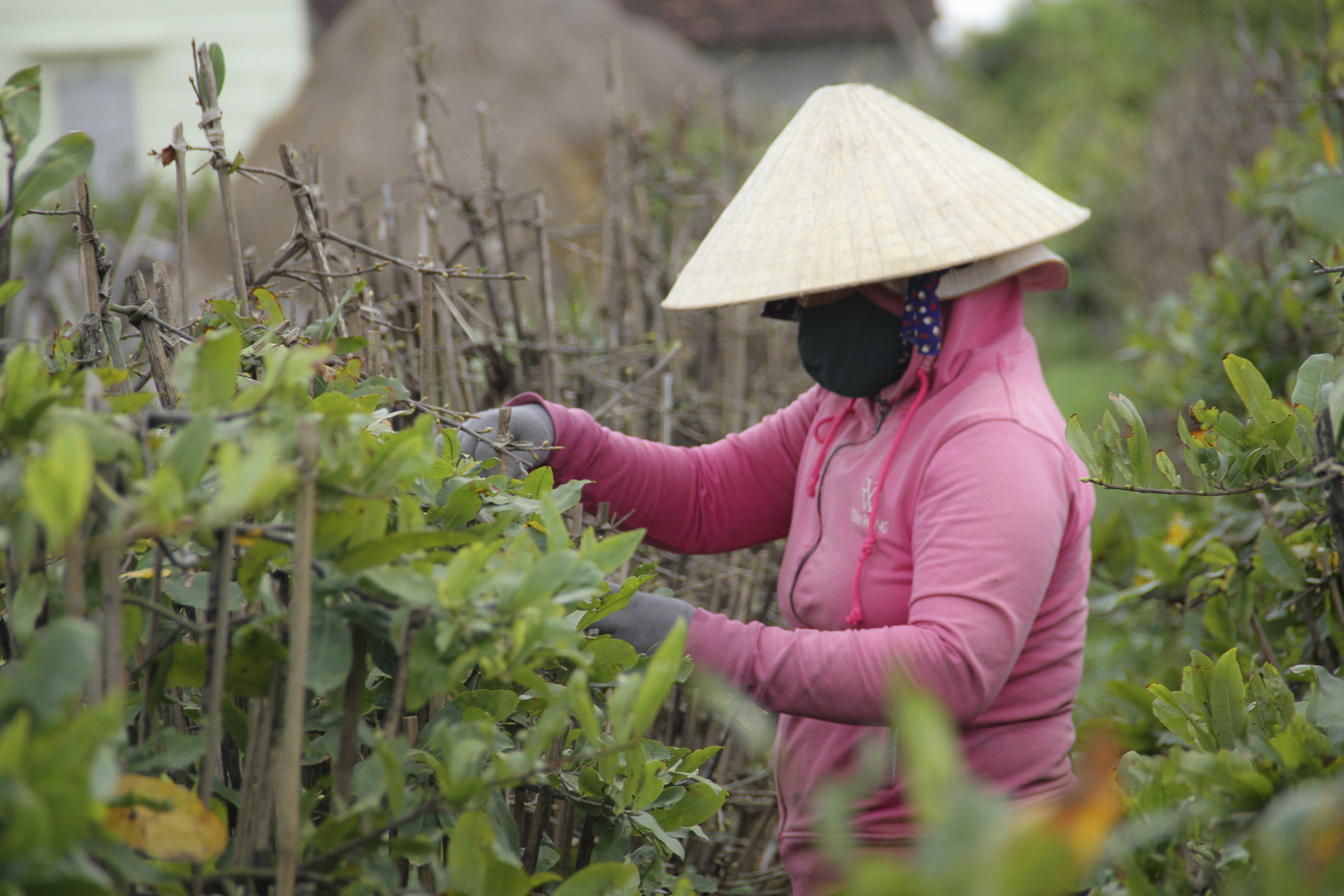 Thủ phủ mai vàng miền Trung nhộn nhịp chờ Tết ảnh 3