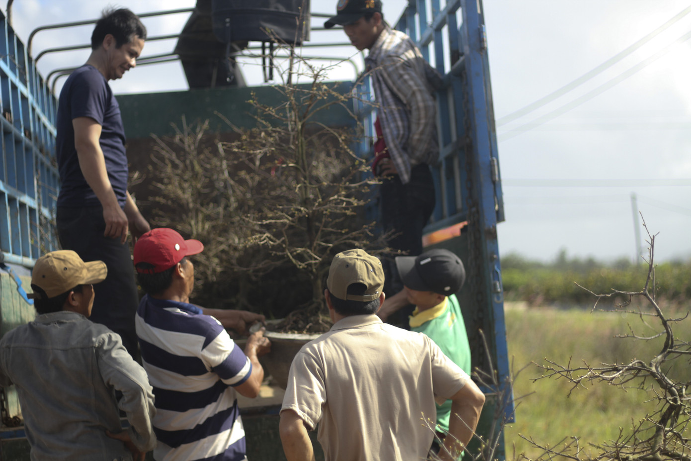 Thủ phủ mai vàng miền Trung nhộn nhịp chờ Tết ảnh 9