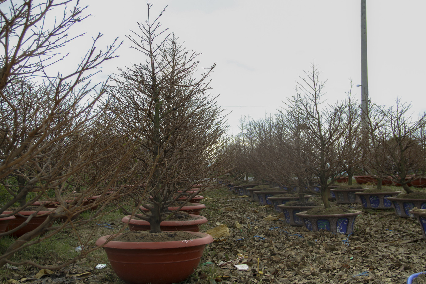 Thủ phủ mai vàng miền Trung nhộn nhịp chờ Tết ảnh 7