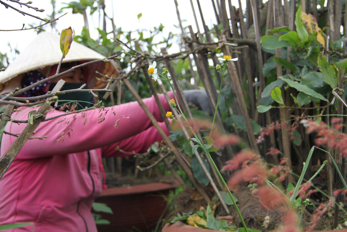 Thủ phủ mai vàng miền Trung nhộn nhịp chờ Tết ảnh 5