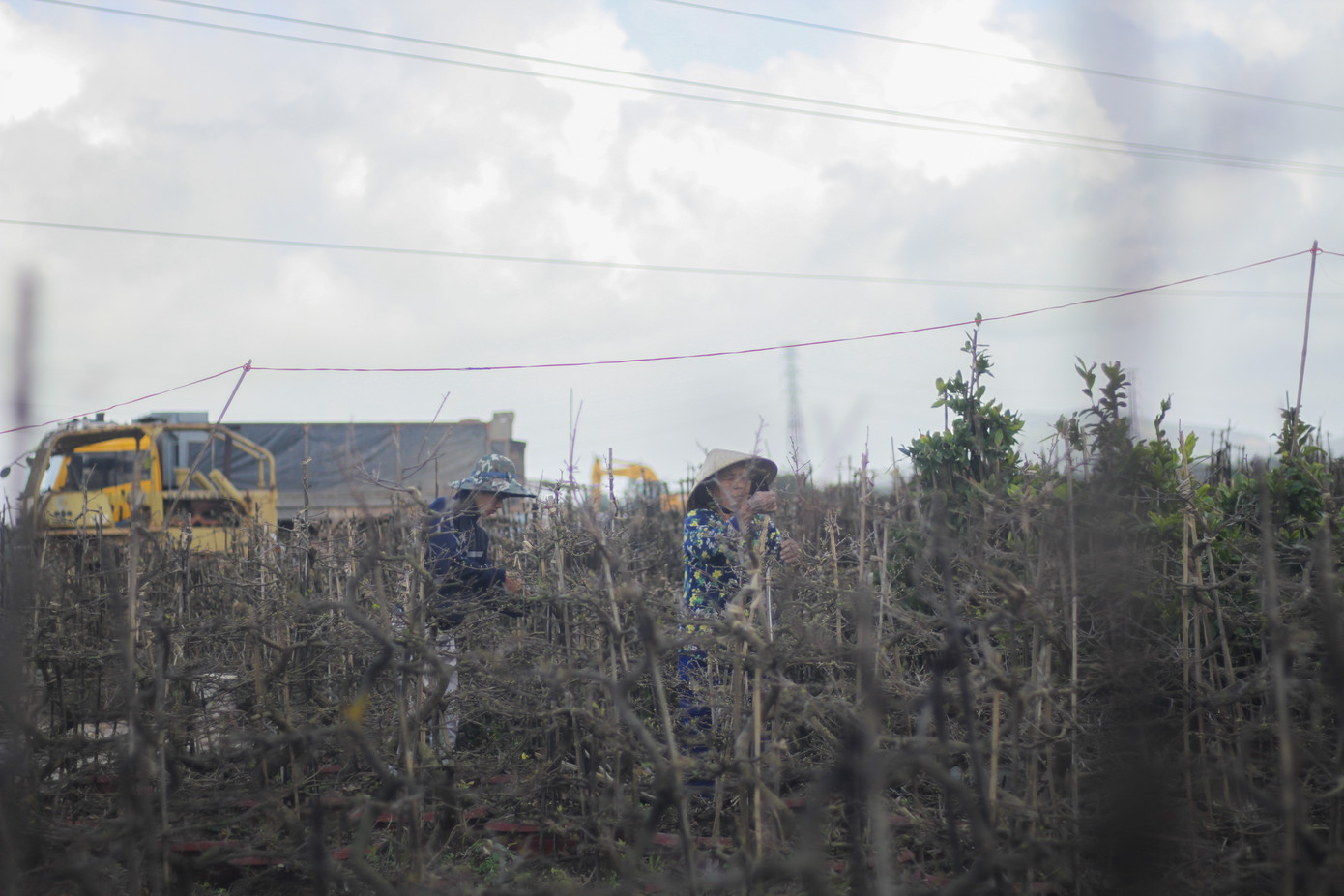 Thủ phủ mai vàng miền Trung nhộn nhịp chờ Tết ảnh 1