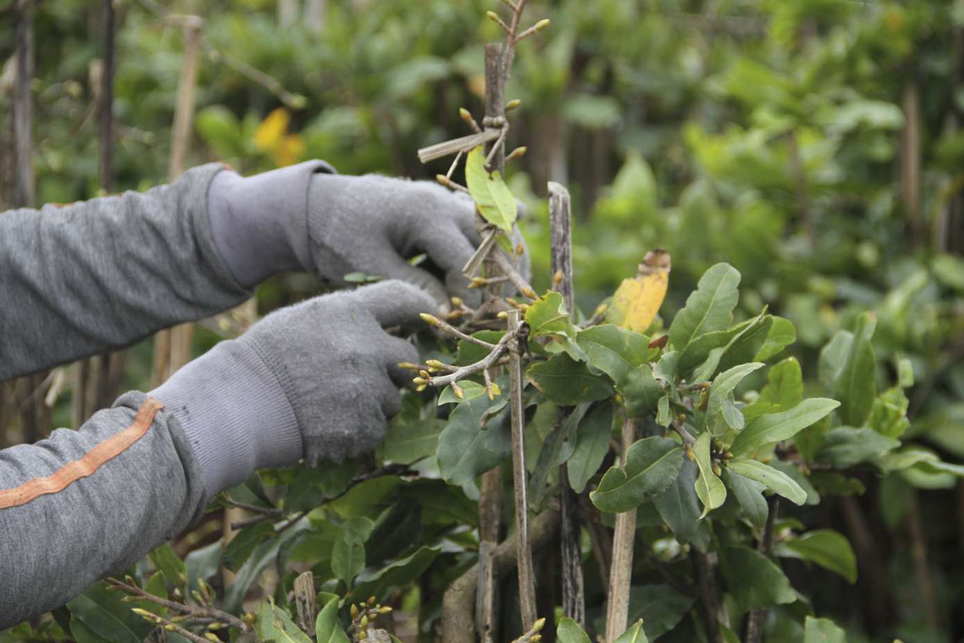 Thủ phủ mai vàng miền Trung nhộn nhịp chờ Tết ảnh 4