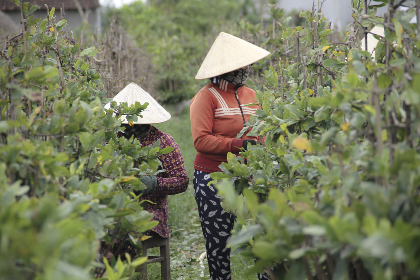 Thủ phủ mai vàng miền Trung nhộn nhịp chờ Tết ảnh 2