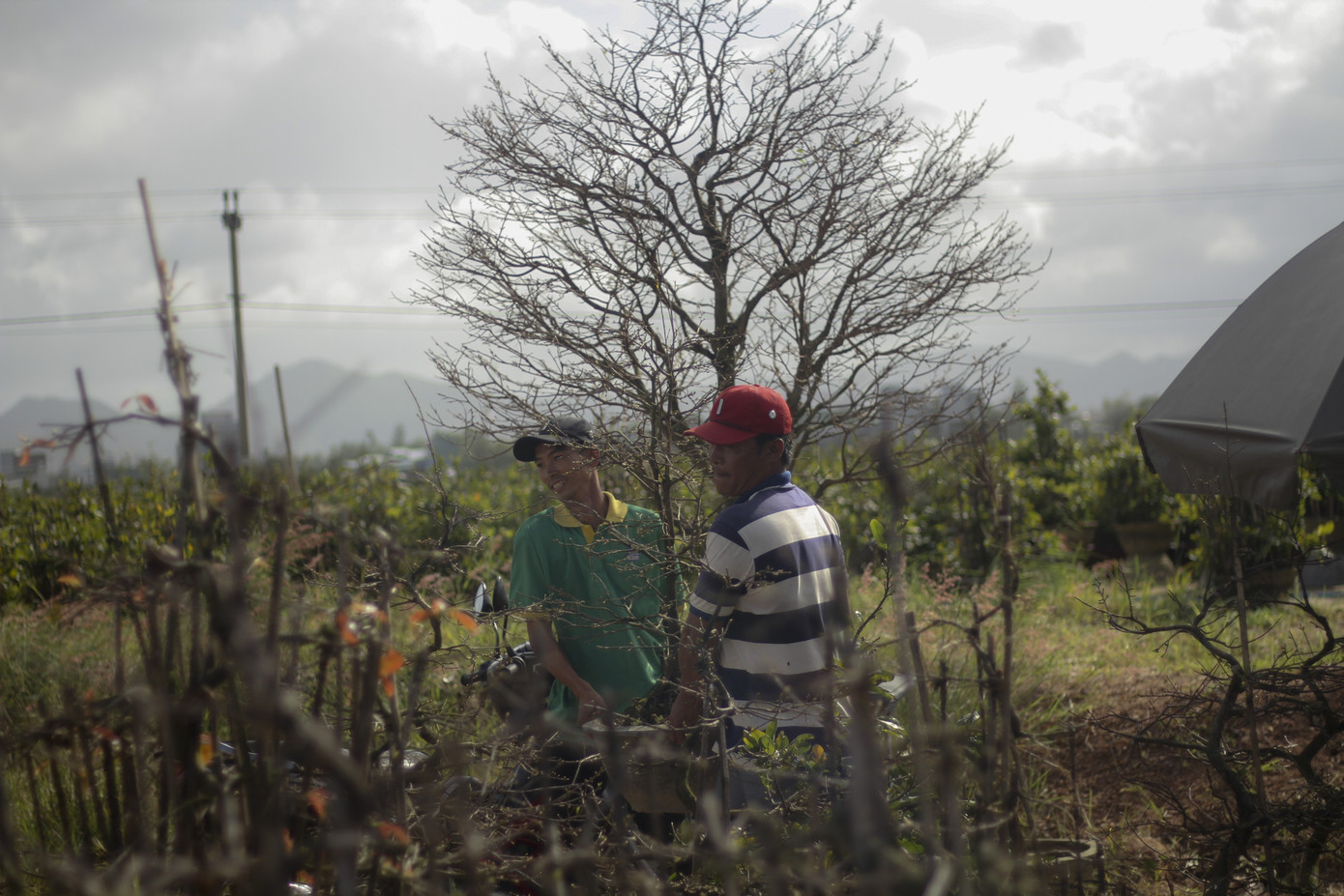 Thủ phủ mai vàng miền Trung nhộn nhịp chờ Tết ảnh 8