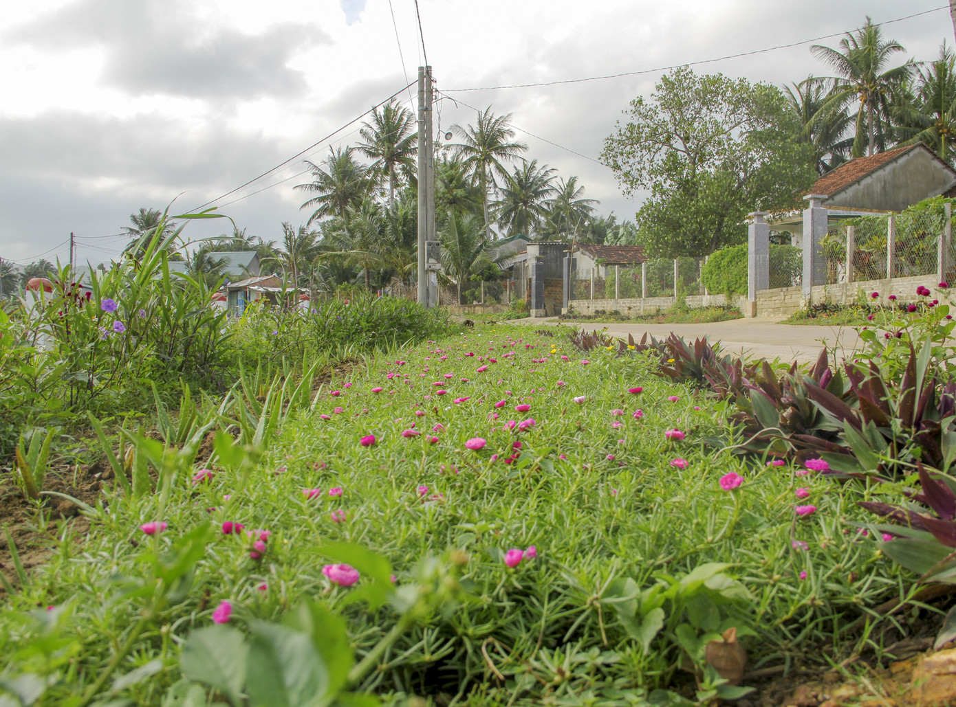 Thảm hoa trên những con đường quê ảnh 4