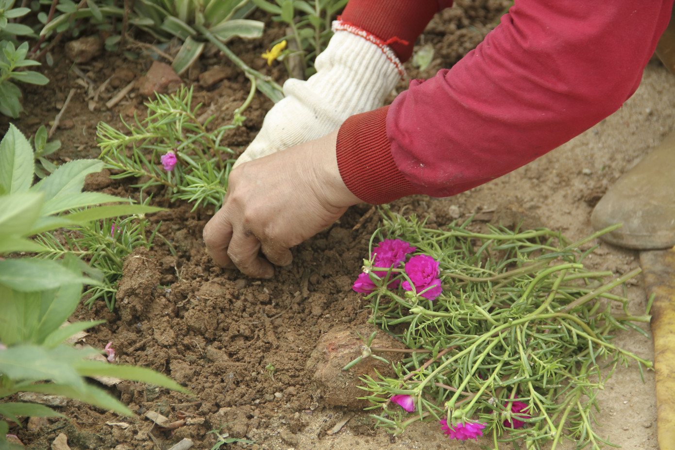 Thảm hoa trên những con đường quê ảnh 8