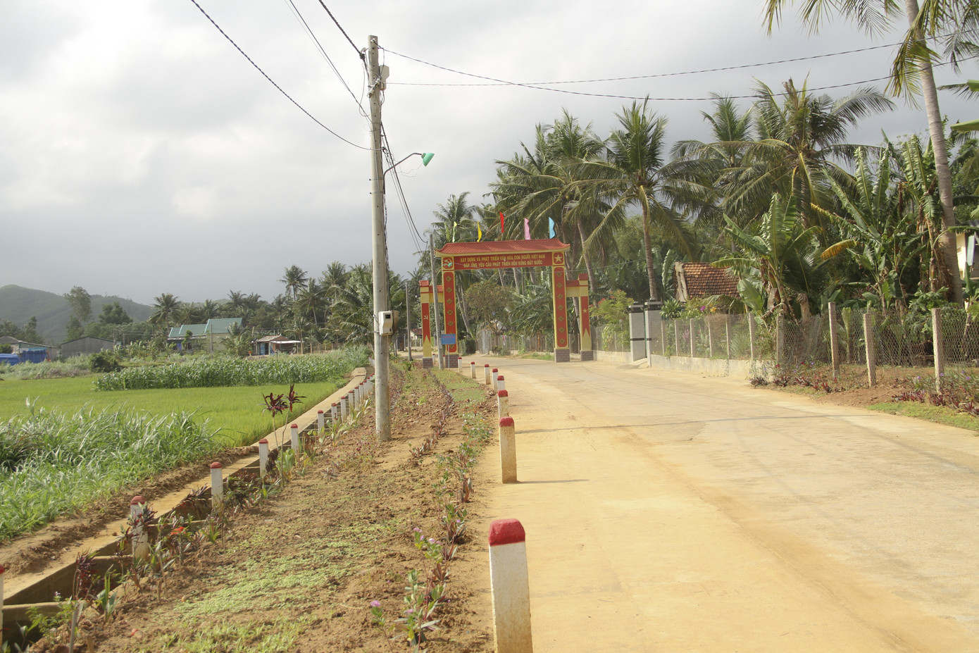 Thảm hoa trên những con đường quê ảnh 2