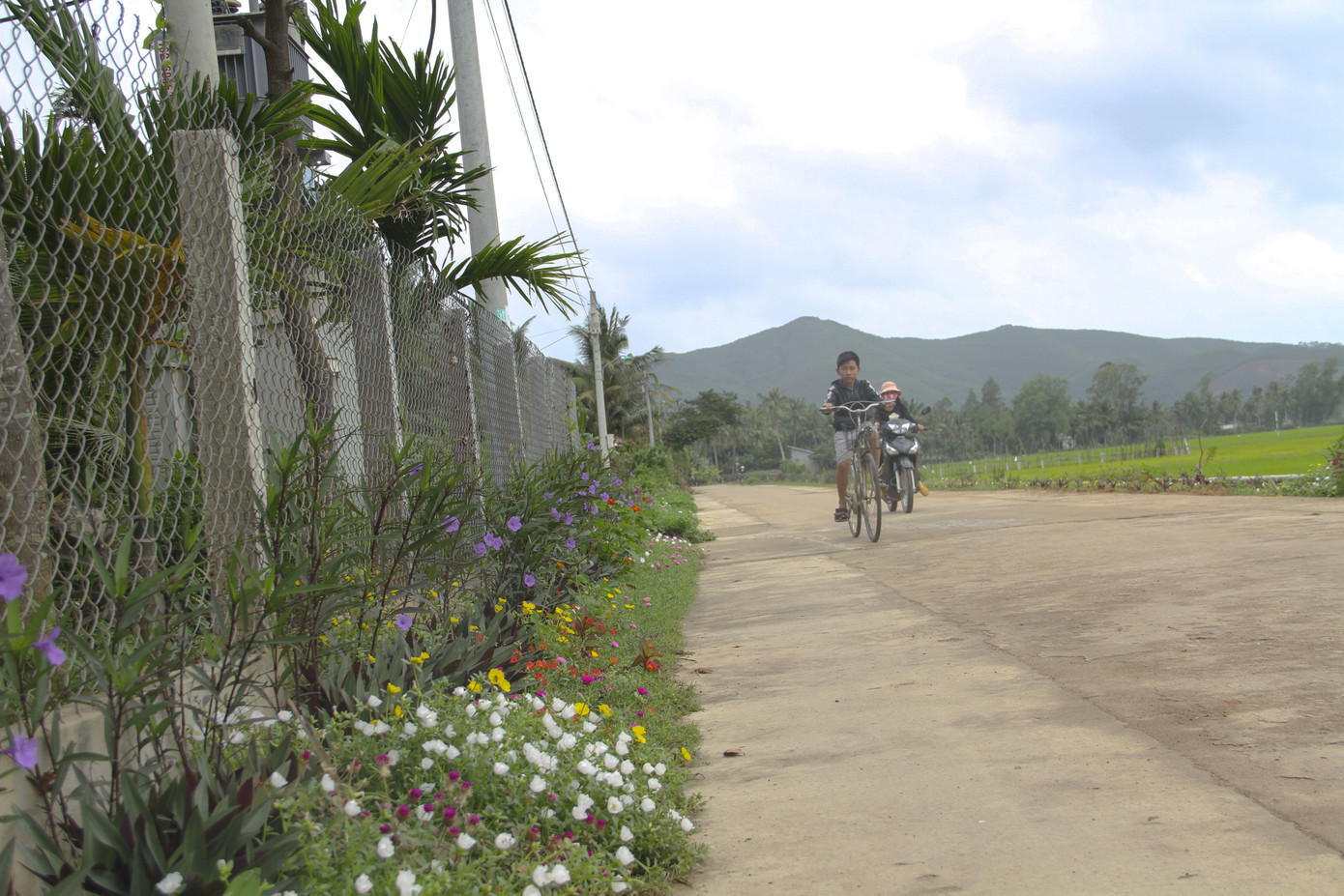 Thảm hoa trên những con đường quê ảnh 1