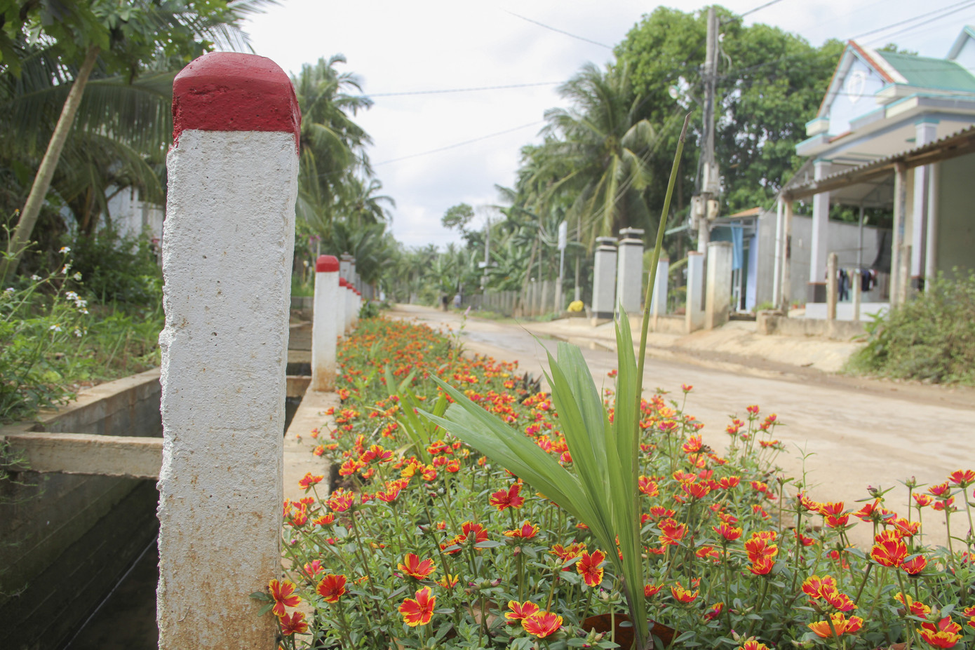 Thảm hoa trên những con đường quê ảnh 3