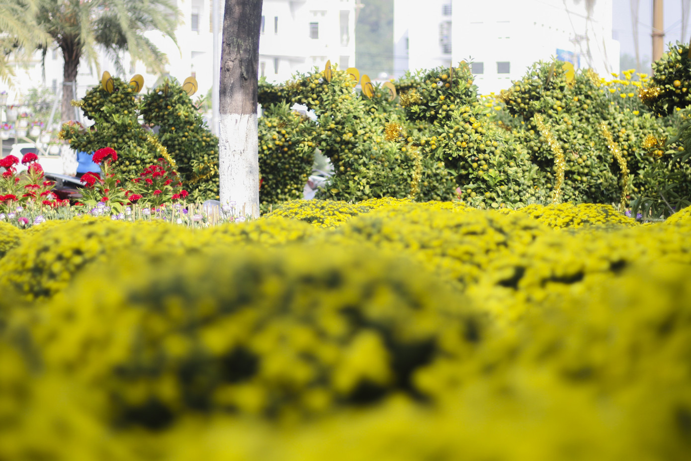 Quất bonsai tạo hình chuột khuấy động chợ hoa Tết ảnh 3