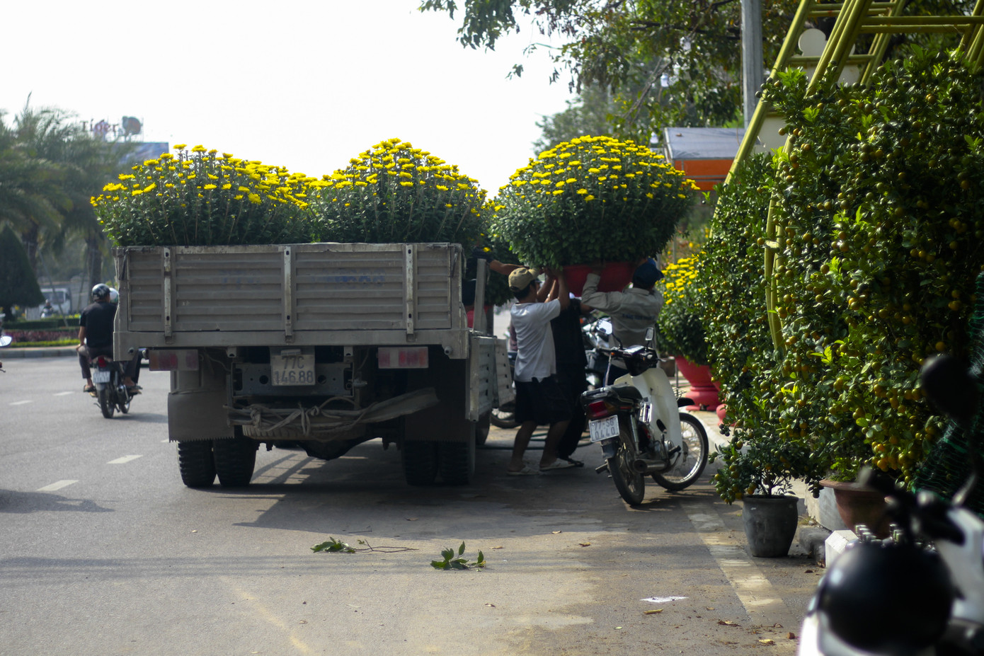 Quất bonsai tạo hình chuột khuấy động chợ hoa Tết ảnh 7