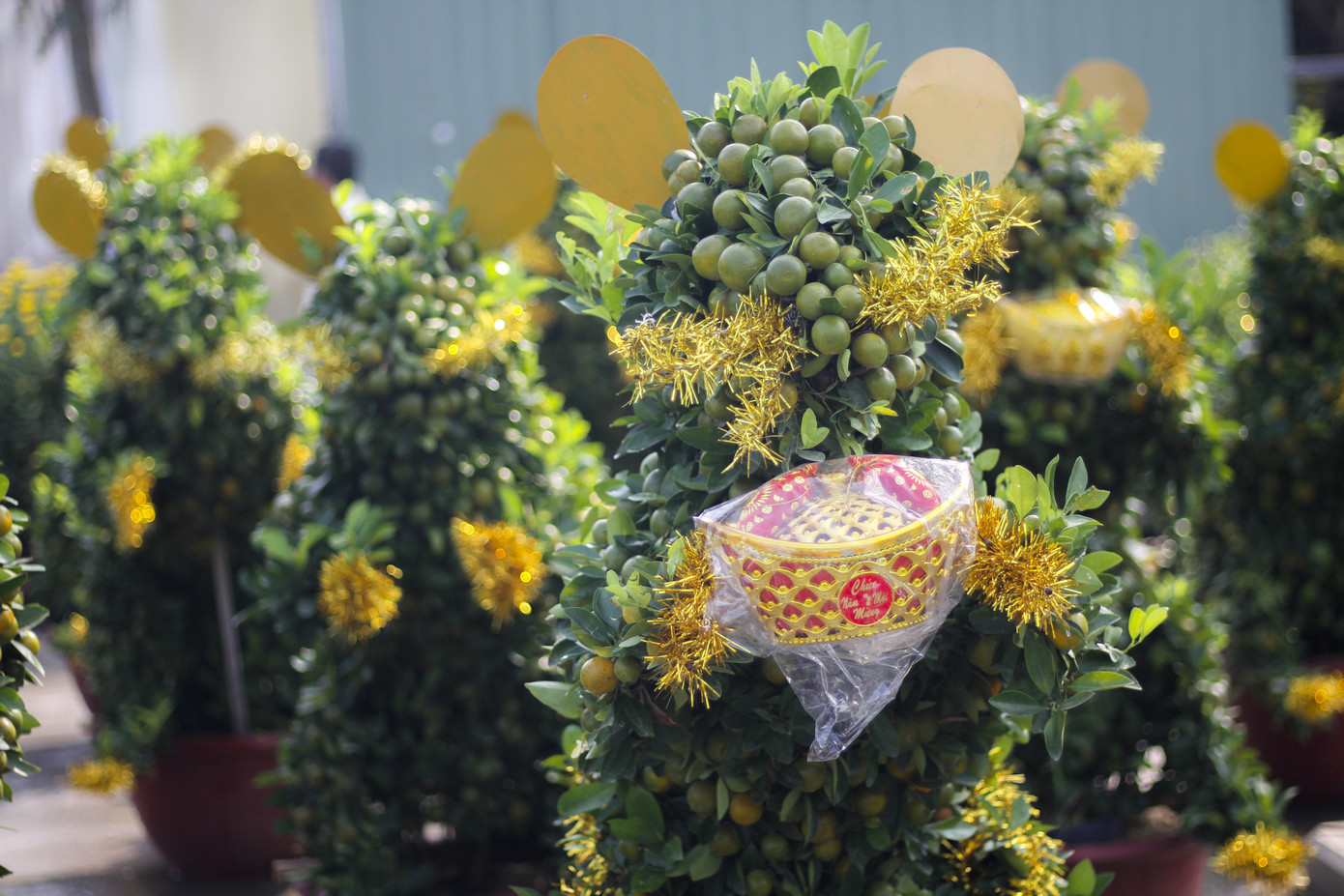 Quất bonsai tạo hình chuột khuấy động chợ hoa Tết ảnh 1