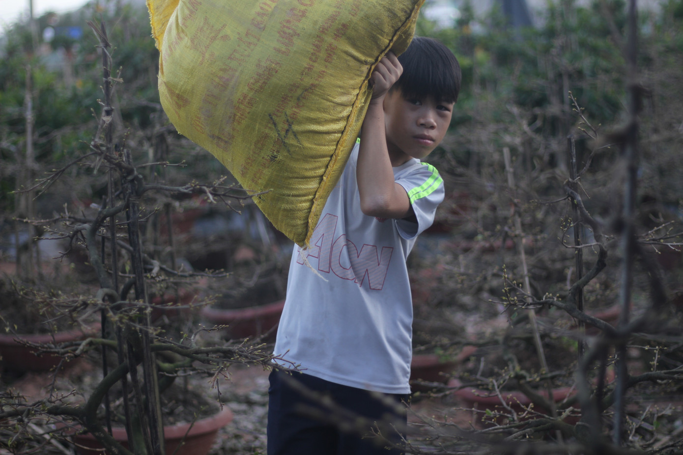 Thủ phủ mai vàng miền Trung nhộn nhịp chờ Tết ảnh 6