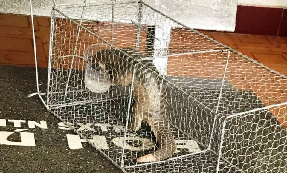 Vượt hơn 1.000 km vào Bình Định cứu hộ cá thể tê tê Java và voọc chà vá chân xám ảnh 1