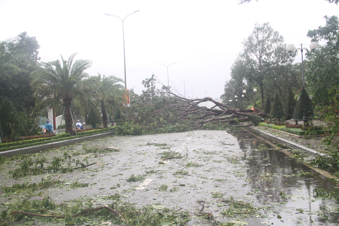 Sau bão số 5, cây cối đổ ngổn ngang, bãi biển Quy Nhơn ngập ngụa rác ảnh 3