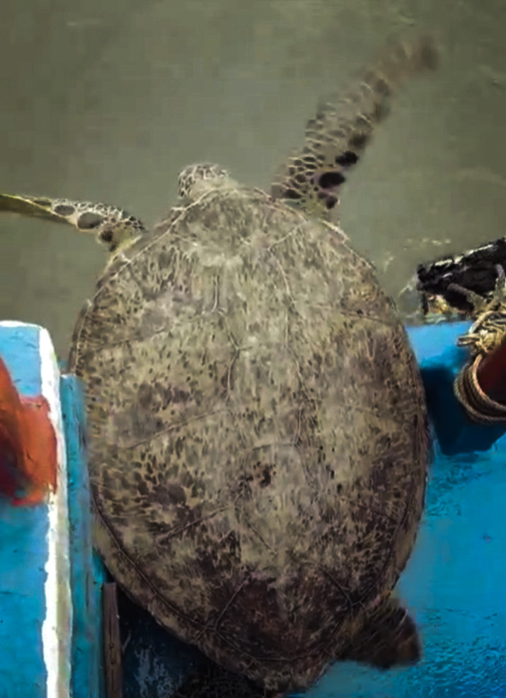 Thả một cá thể rùa biển quý hiếm bị mắc lưới ở Bình Định về đại dương ảnh 1