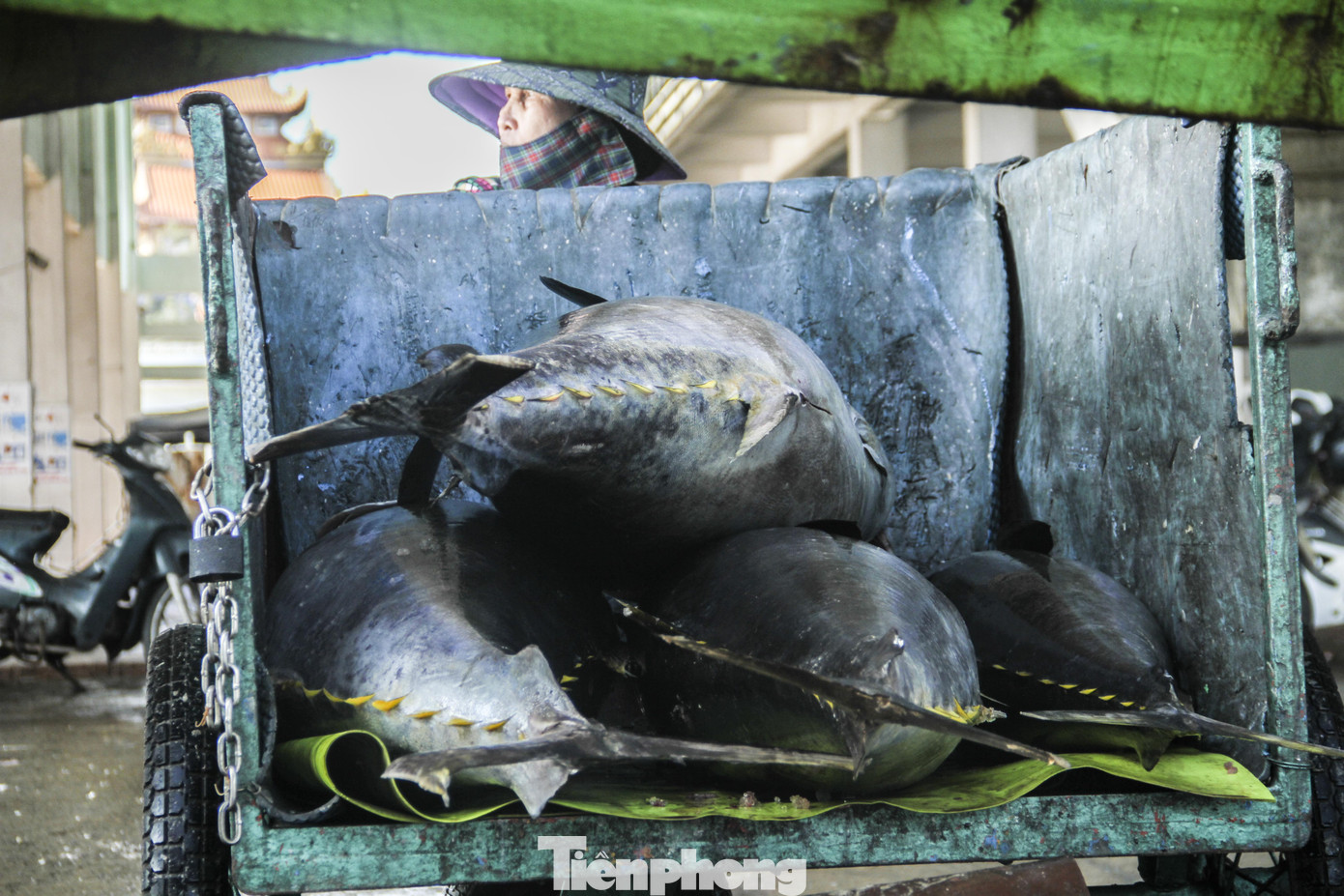 Ăn Tết trên biển, ngư dân Bình Định 'ấm' cả mùa ảnh 10