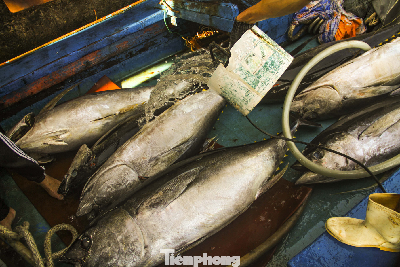 Ăn Tết trên biển, ngư dân Bình Định 'ấm' cả mùa ảnh 7