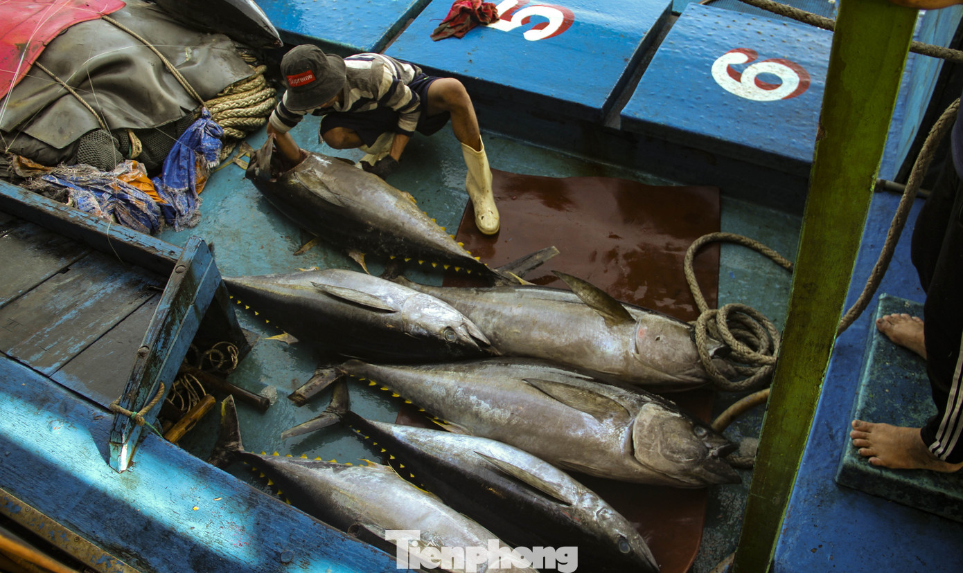 Ăn Tết trên biển, ngư dân Bình Định 'ấm' cả mùa ảnh 8