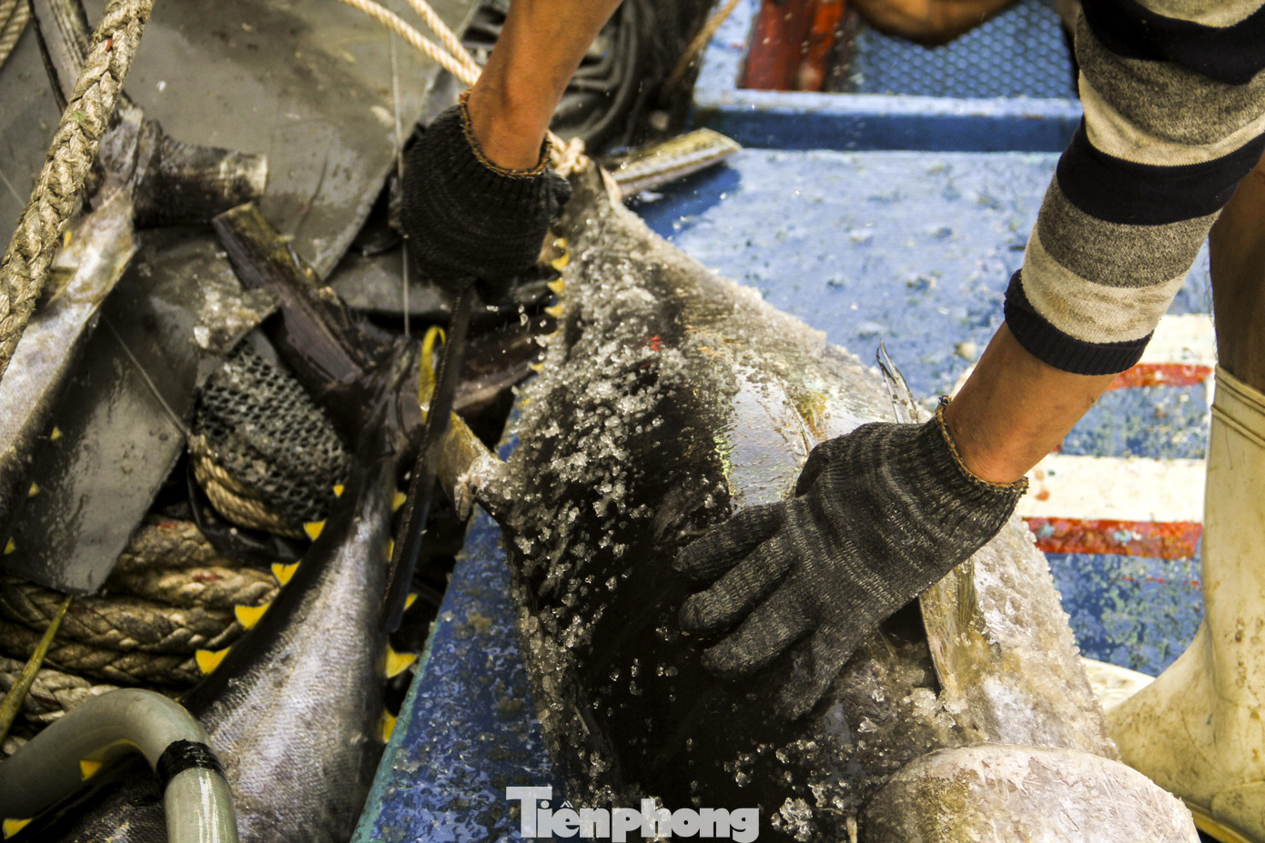 Ăn Tết trên biển, ngư dân Bình Định 'ấm' cả mùa ảnh 6