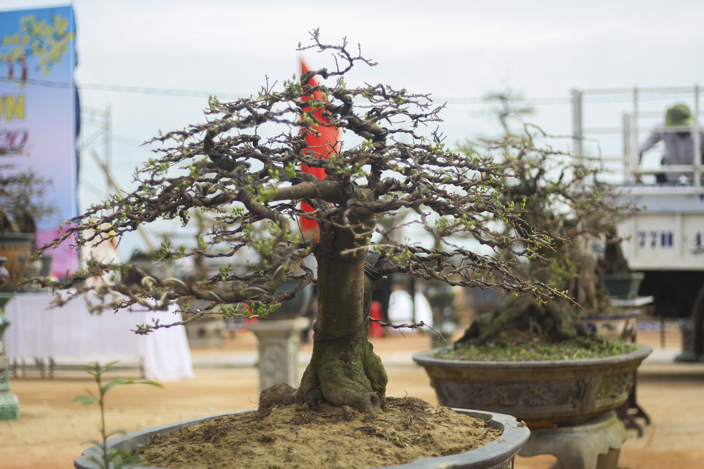 Trầm trồ với những tuyệt phẩm mai vàng ở Bình Định ảnh 8