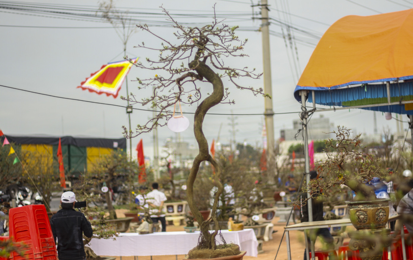 Trầm trồ với những tuyệt phẩm mai vàng ở Bình Định ảnh 7