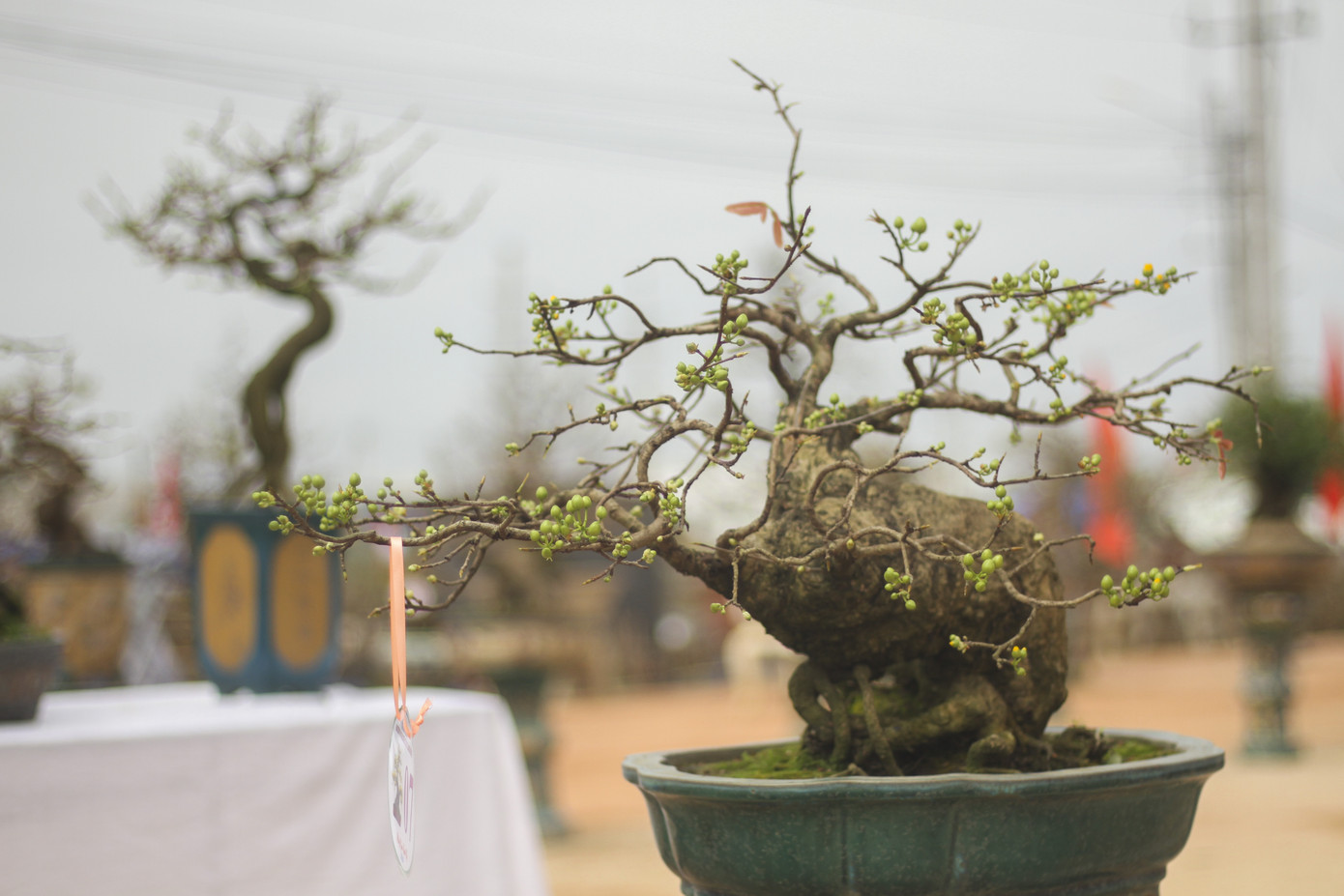 Trầm trồ với những tuyệt phẩm mai vàng ở Bình Định ảnh 9