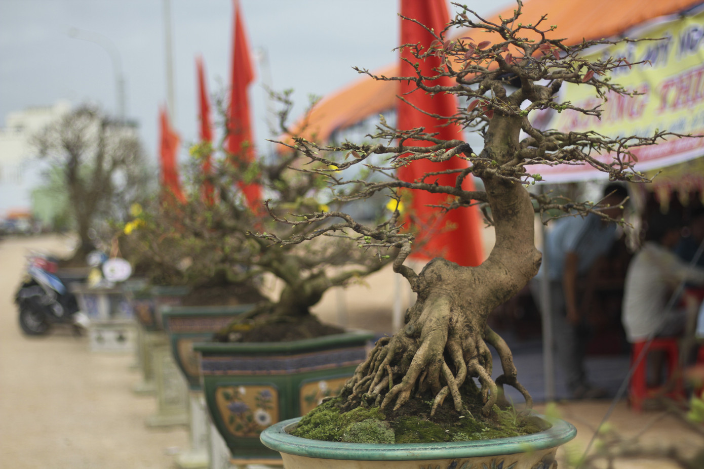 Trầm trồ với những tuyệt phẩm mai vàng ở Bình Định ảnh 6