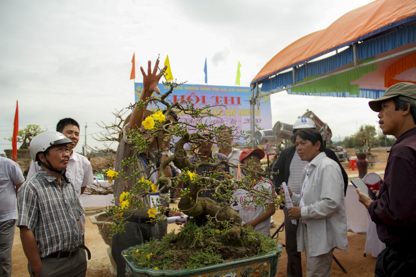 Trầm trồ với những tuyệt phẩm mai vàng ở Bình Định ảnh 2