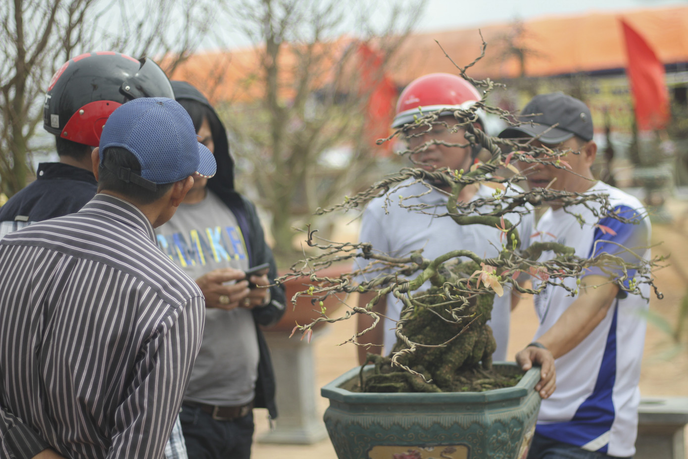 Trầm trồ với những tuyệt phẩm mai vàng ở Bình Định ảnh 4
