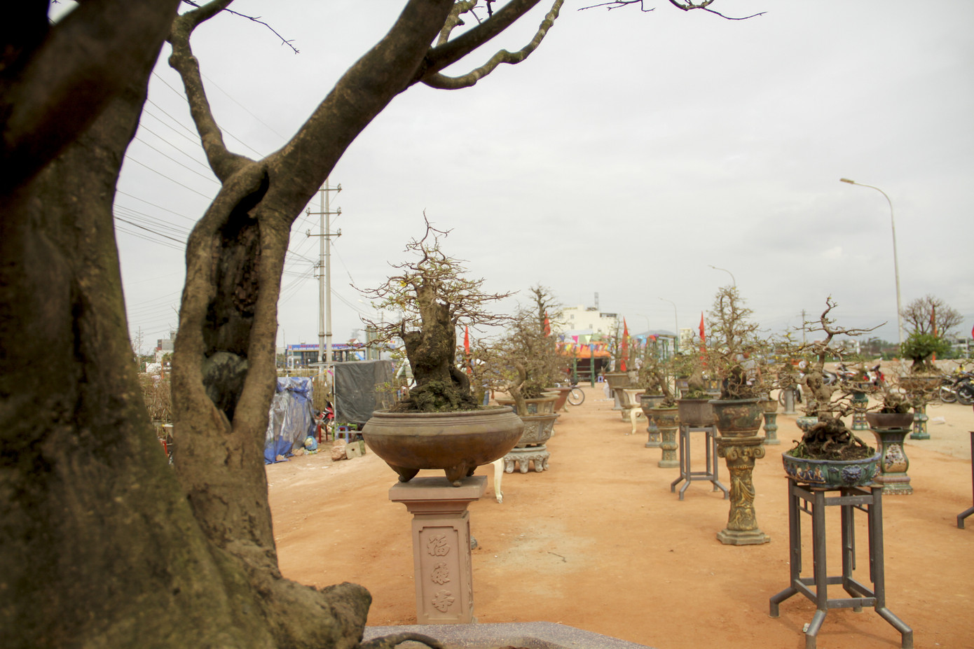 Trầm trồ với những tuyệt phẩm mai vàng ở Bình Định ảnh 5