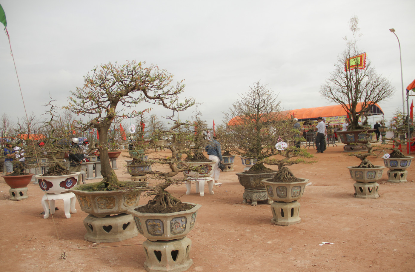 Trầm trồ với những tuyệt phẩm mai vàng ở Bình Định ảnh 1