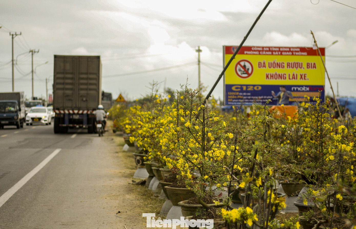 Thủ phủ mai vàng miền Trung doanh thu gần 80 tỉ đồng trong vụ Tết ảnh 1