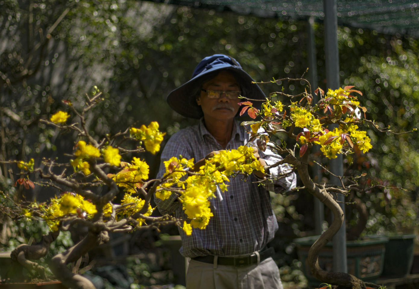 Nhà vườn thủ phủ mai vàng miền Trung tất bật 'tút' lại cây lo cho Tết năm sau ảnh 9