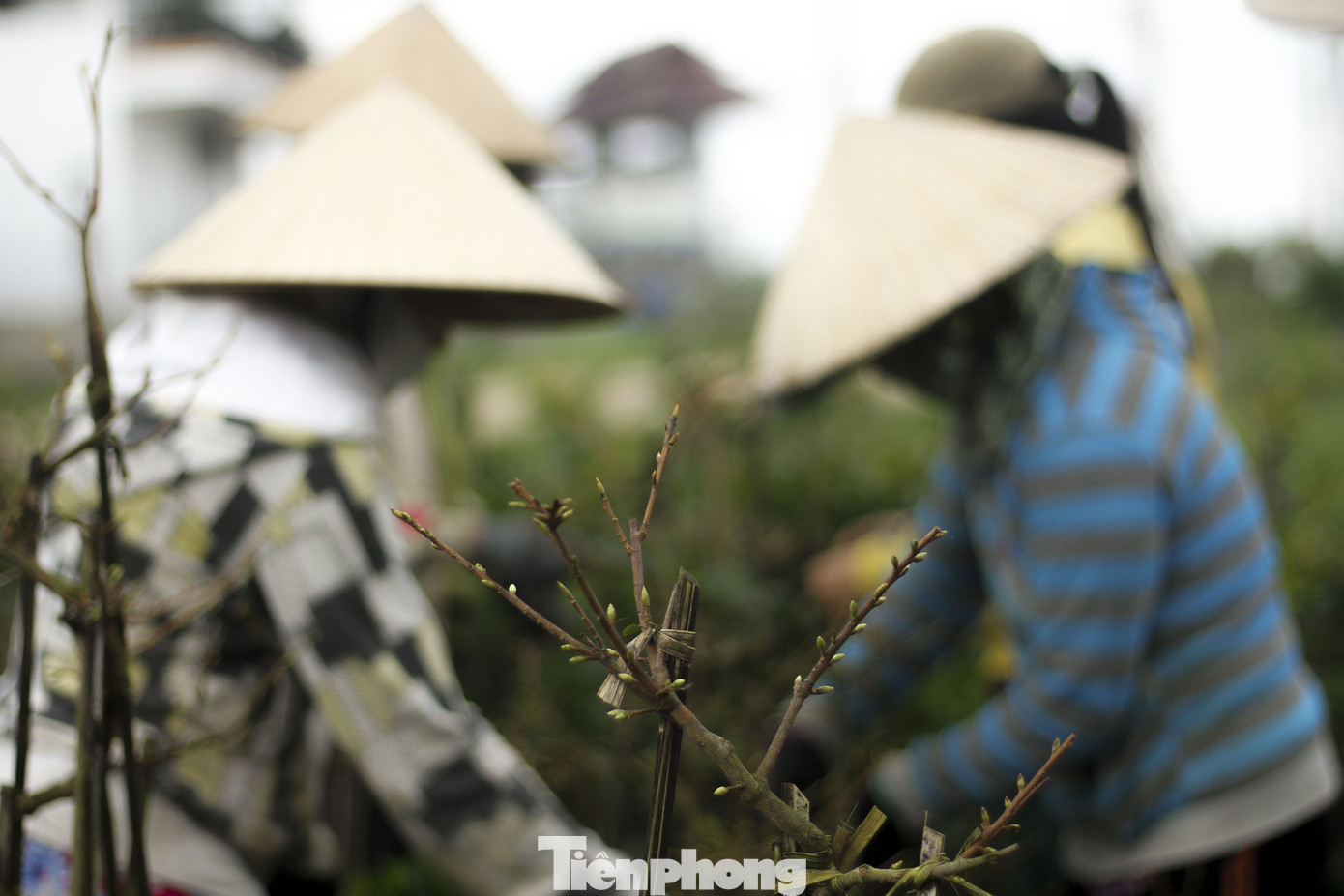 Thủ phủ mai vàng miền Trung hối hả vụ tết ảnh 11