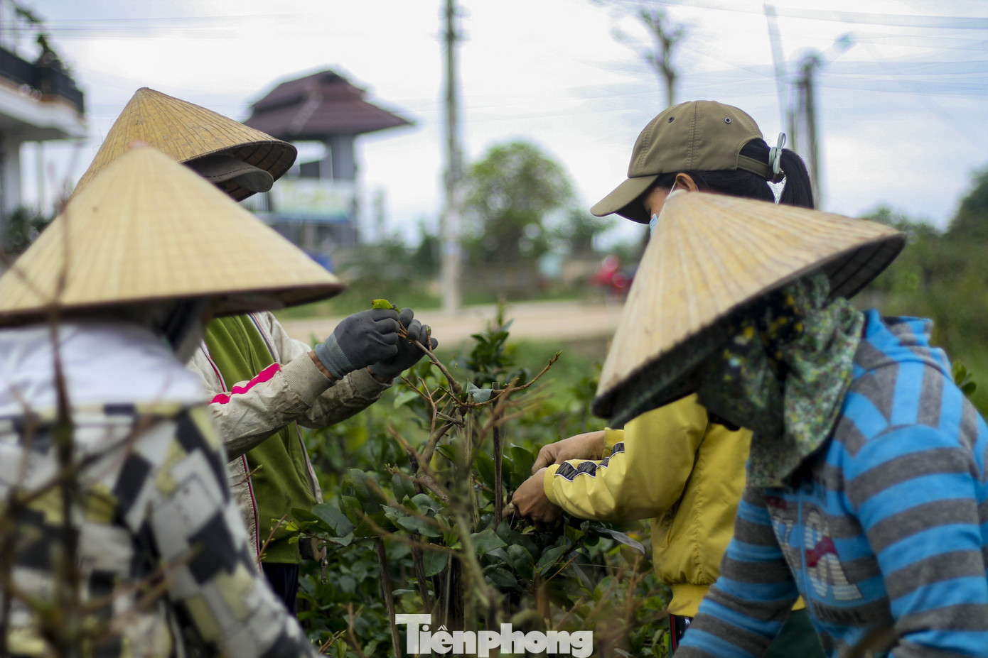 Thủ phủ mai vàng miền Trung hối hả vụ tết ảnh 9