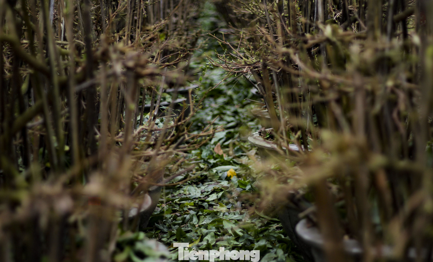 Thủ phủ mai vàng miền Trung hối hả vụ tết ảnh 13