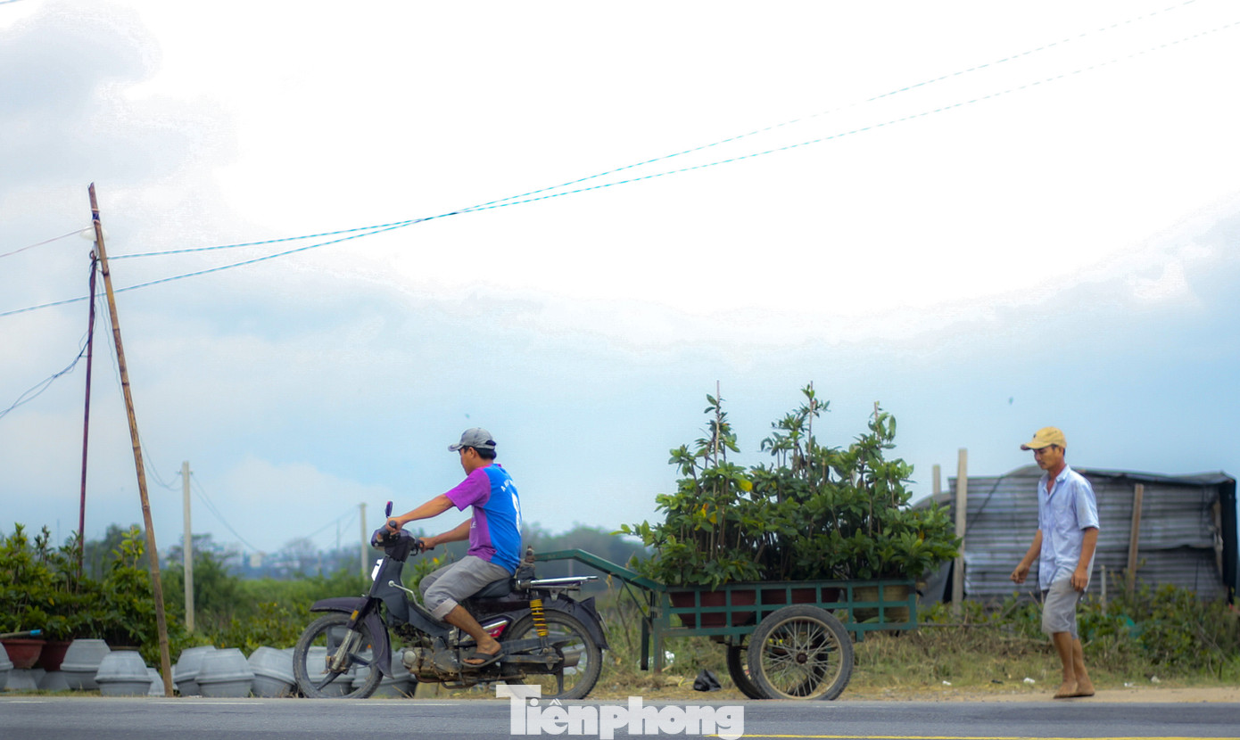 Thủ phủ mai vàng miền Trung hối hả vụ tết ảnh 1