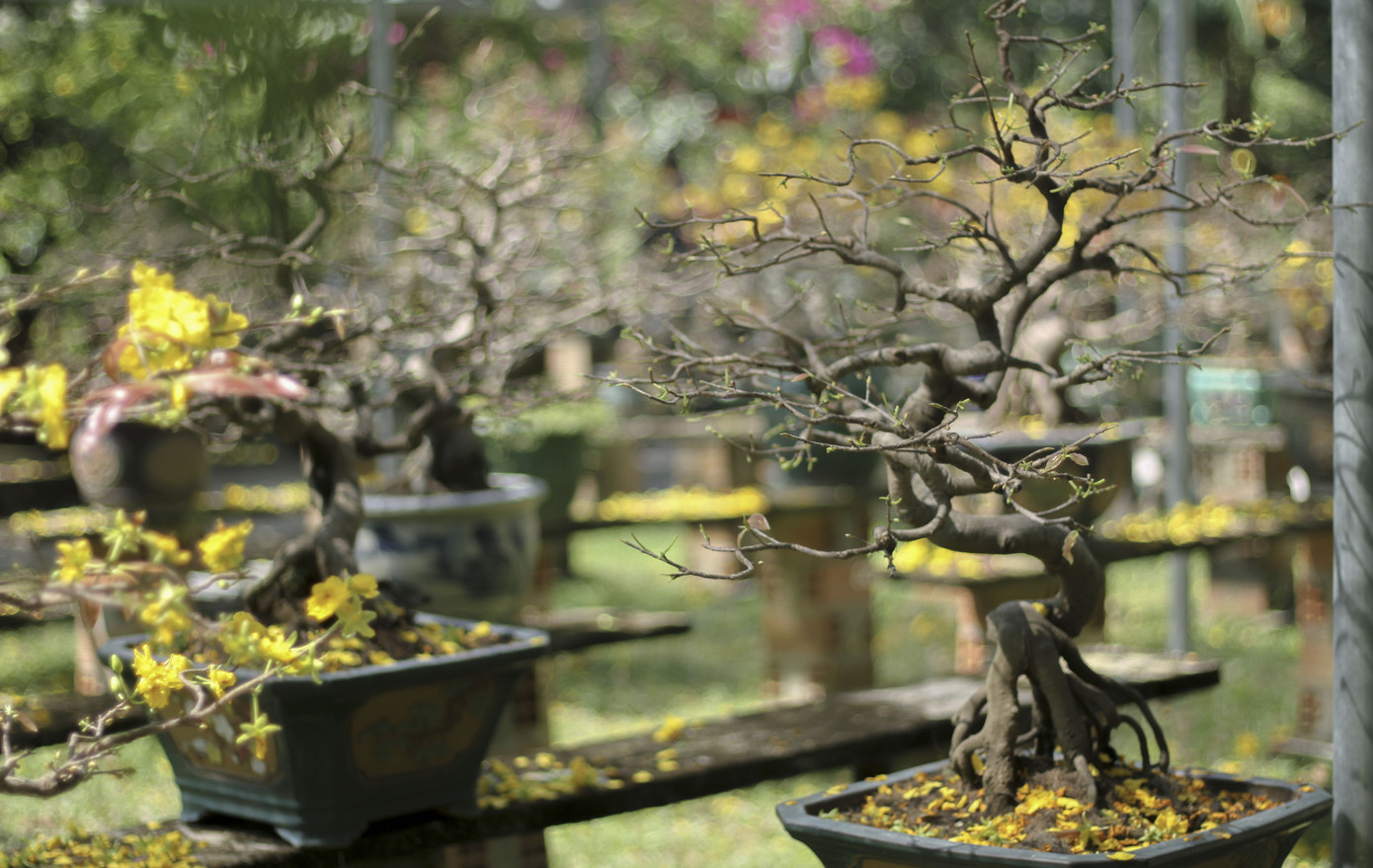 Nhà vườn thủ phủ mai vàng miền Trung tất bật 'tút' lại cây lo cho Tết năm sau ảnh 11