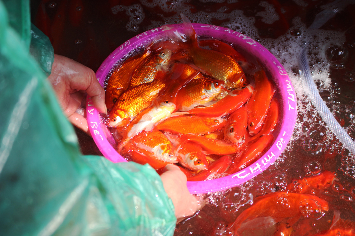 Chợ cá Hà Nội 'cháy' hàng dịp ông Công, ông Táo dù giá liên tục leo thang ảnh 2