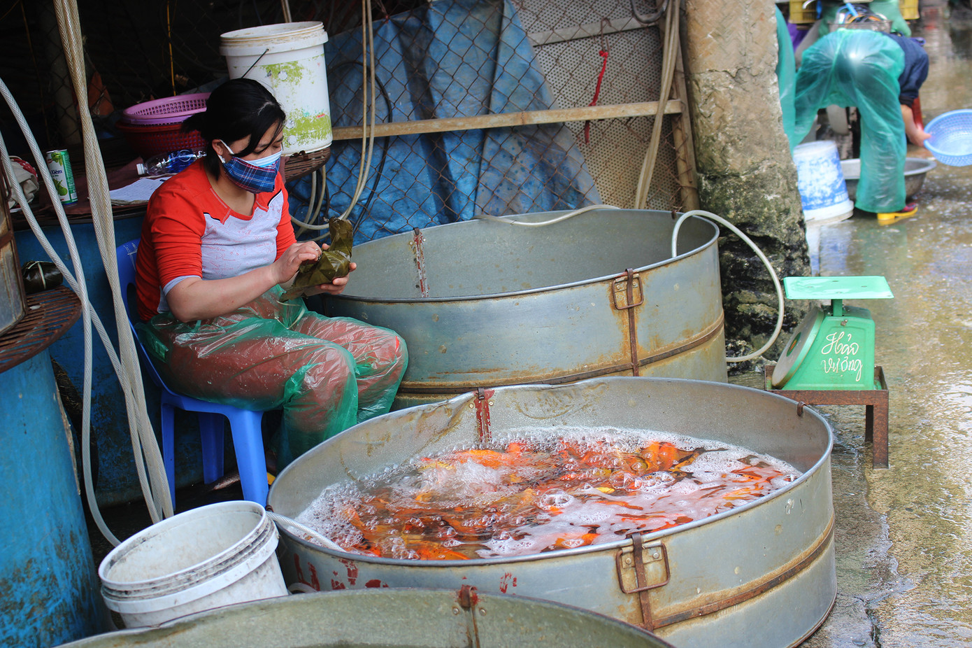 Chợ cá Hà Nội 'cháy' hàng dịp ông Công, ông Táo dù giá liên tục leo thang ảnh 11